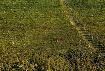 Relais Di Vino Monforte dʼAlba Exterior foto